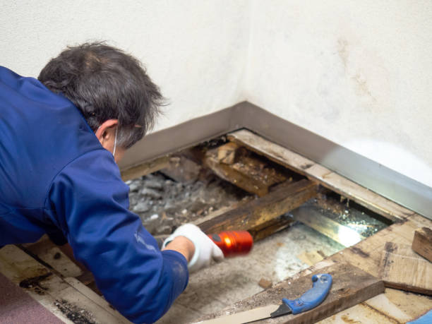Best Post-Remediation Services in Ellington, MO