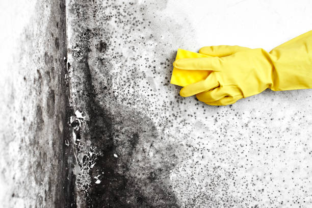 Best Bathroom Mold Remediation in Ellington, MO