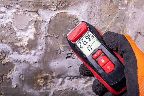 Best Black Mold Remediation in Ellington, MO