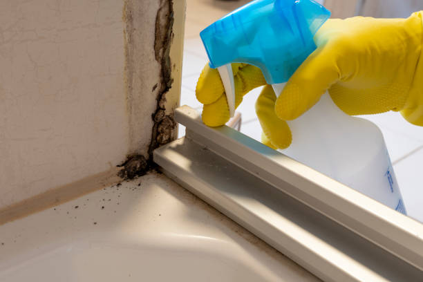 Best Residential Mold Remediation in Ellington, MO