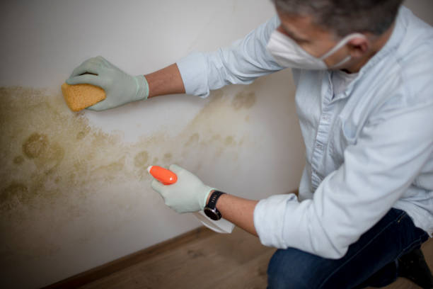 Best Post-Flood Mold Remediation in Ellington, MO