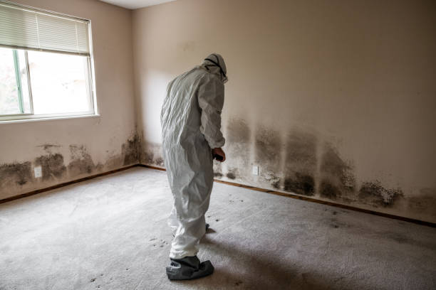 Best Health and Safety Mold Remediation in Ellington, MO