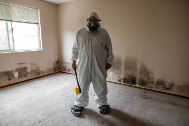 Best Black Mold Remediation in Ellington, MO